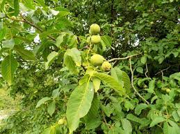 hardy nut trees that grow in zone 5