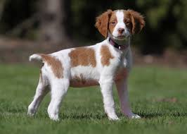 Inbox me for more detail and pics! Brittany Puppy So Many Available For Adoption On Petfinder Fantastic Dogs With Gentle Dispositions A Brittany Spaniel Puppies Brittany Dog Brittany Puppies