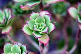 10 Hardy Outdoor Succulents For Uk
