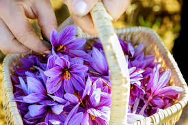 saffron health uses riskore