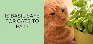 is basil safe for cats to eat or is it