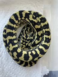 0 1 jungle carpet python progression