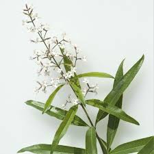 The shrub can grow to. Images Of Lemon Verbena Alousia Trifolia Images Of Lemon Verbena Aloysia Citriodora Aloysia Triphylla Lippia Citriodora It Prefers Full Sun A Lot Of Water And A Light Loam Soil House Beautifuly