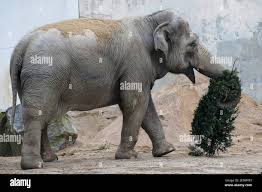 Emily, a 49 year-old Asian elephant, carries a used Christmas tree with her  trunk at the Buttonwood Park Zoo in New Bedford, Massachusetts January 16,  2014. A resident of Provincetown, Massachusetts collected