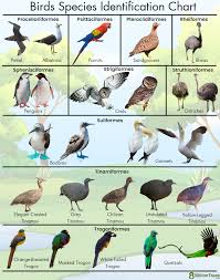 50 diffe types of birds names