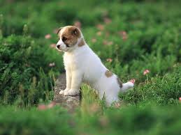puppy backgrounds group cute dogs and