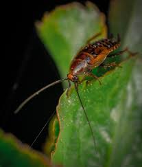 does boric acid kill roaches aptive
