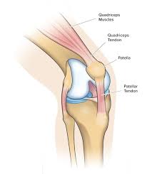 knee pain when bending and squatting