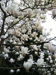 File di progettazione del logo della clinica veterinaria per la macchina da. La Primavera E Bianco Magnolia Alberi Da Giardino Piantare Alberi Giardino Di Fiori