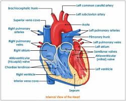 Gallery Human Heart Labeled With Functions Human Anatomy Library
