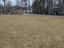 For winter weeds (annual bluegrass, henbit or chickweed) the apply. My Lawn Pretty Much Died Over The Winter Now With Soil Test Results The Lawn Forum