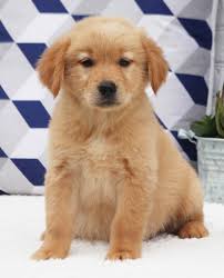 The golden retriever was developed in britain during the 1800's. Dark Red Golden Retriever Puppies For Sale Usa Canada Australia