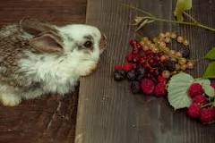 can-rabbits-have-blueberries