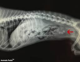 If the cat has bladder stones, a stone, or group of stones, will be seen in the urinary bladder, or other parts of the urinary system such as the kidney, ureter, or urethra.10 x research source the merck/merial manual for pet health, <i>urinary stones (uroliths, calcili)'</i>, p. Bladder Stones In Cats What Are They Treatment Options Animals Pedia