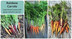 rainbow carrots the best red purple