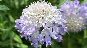 pincushion flower scabiosa spp and