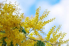 acacia the flowers express philippines