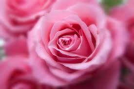 wallpaper pink rose in close up