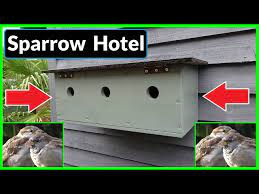 Bird House Sparrow Terrace