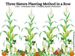 the three sisters companion planting