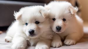 puppies to color background image