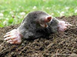 get rid of moles in the garden