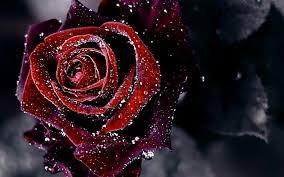 Red Rose Flower Background HD Wallpaper ...