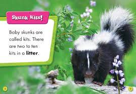 baby skunks bellwether a inc