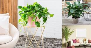 10 Most Oxygen Producing Houseplants