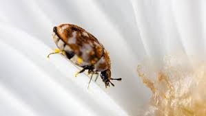 carpet beetles in your plano