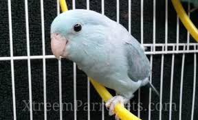 Parrotlet Color Mutations