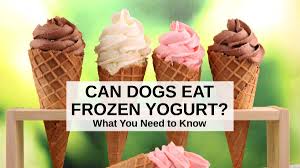 can dogs eat frozen yogurt what you