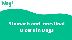stomach and intestinal ulcers in dogs