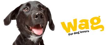 Work For Us Dogs Trust
