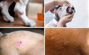 dog skin cancer 4 common types causes