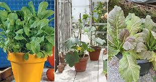 18 Fast Growing Vegetables For Quick