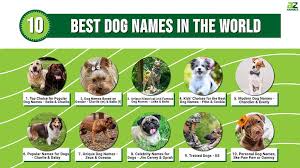 the 10 best dog names in the world az