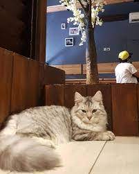 مقهى قطط في الرياض