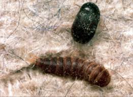 carpet beetles or bed bugs bed bugs