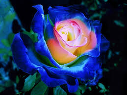 ben tenuti nel mio blog di cucina italiana.: bellissima rosa blu .