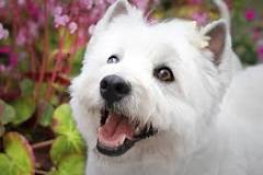Biały pies — poznaj 10 najpopularniejszych ras - MobilKarm