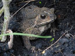 attract toads and frogs to your garden