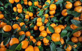 orange tree wallpapers top free