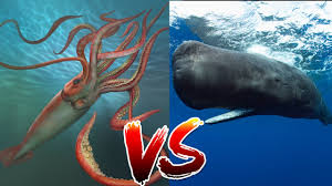 giant squid vs whale who would