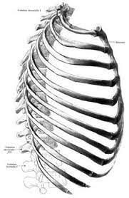 Shoulder anatomy animated tutorial подробнее. Ribs Or Rib Cage Rib Cage Ribs Side Skeleton Human Bones Anatomy Floating Google Pairs Science Prime Pixels Dice Roa In 2020 Human Bones Anatomy Human Bones Rib Cage