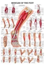 Muscles Of The Foot Laminated Anatomy Chart Pta Career