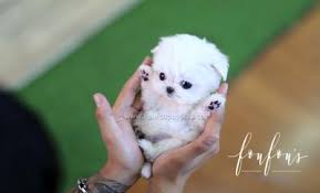 These precious babies are truly special little pups. Teacup Maltese For Sale Mini Toy Maltese Puppies Foufou Puppies