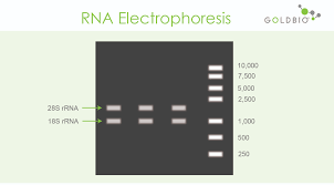 qc your rna using gel electropsis