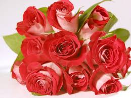 Inilah beragam galeri gambar bunga mawar merah yang cantik. Wallpaper Mawar Merah Wallpaper Mawar Pink Roses 1024x768 Wallpaper Teahub Io