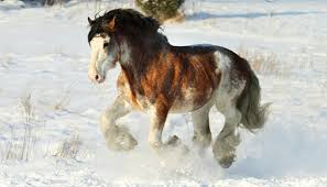 Image result for clydesdale horses